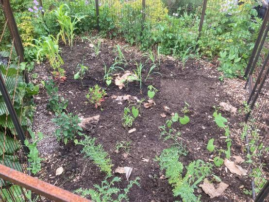 A square ish allotment bed with a metal fence to deter the muntjac and other wildlife. Some mangetout and sugar snap peas, carlin peas, climbing french bean and sweet peas are planted to climb up the fence. Inside the bed are some chickpeas, tree spinach, Huauzontle aztec broccoli, dwarf french beans and clumps of sweetcorn. They have all been transplanted through a layer of compost and cardboard mulch. Bits of dislodged cardboard are lying on the surface. This area has had a lot of horsetail and bind weed coming up through the mulch. They are slowly being weakened by regular weeding.