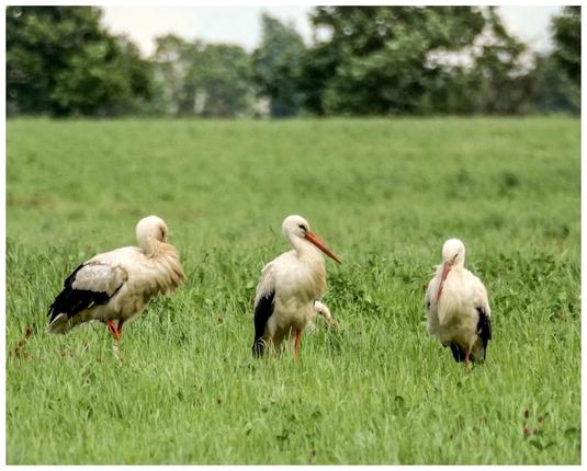 Three storks are standing in a grassy field, surrounded by trees in the background. The birds are primarily white with black wing markings and red beaks and legs.