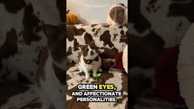 Havana Brown Cat ❤️❤️😍😍😍 #shorts #youtubeshorts #trending #animals #encyclopedia