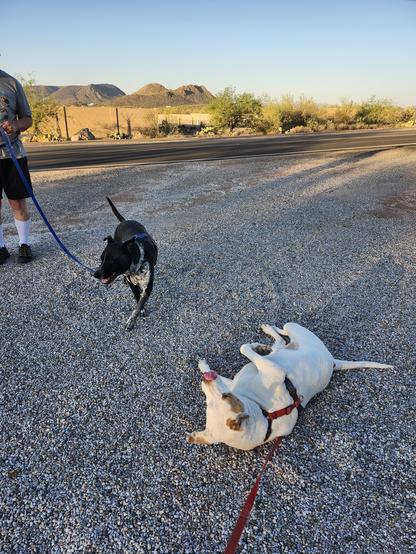 Two dogs enjoy their walkies in different ways - one by walking, the other by rolling in the gravel.