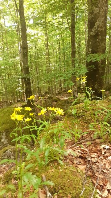 bosco di faggi con fiorellini gialli