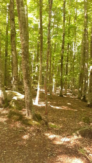 bosco di faggi