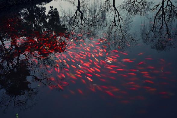 un banc (bande) de poissons rouges dans les eaux sombres d’un plan d’eau où se reflètent les arbres