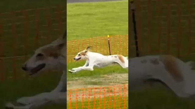 250m straight  #サルーキ #犬 #saluki #sighthound #dog