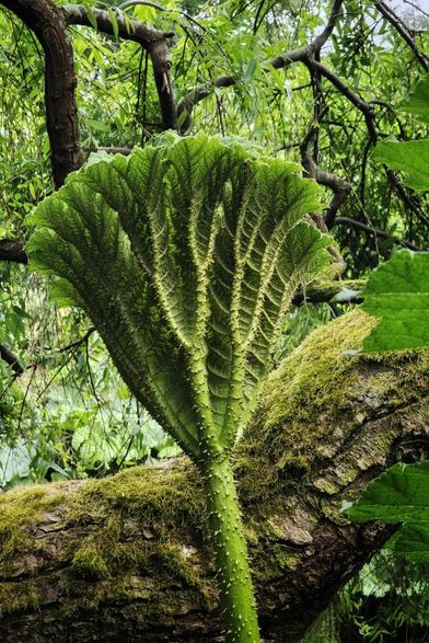 A vibrant green, large, fan-shaped leaf with a spiky underside stands upright, seemingly growing from a thick, moss-covered tree branch. The background is a soft blur of more green foliage and tree branches, suggesting a dense forest environment. The lighting highlights the intricate textures of both the leaf and the moss.
