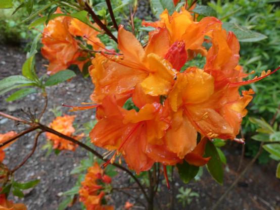 A flame orange rhododendron