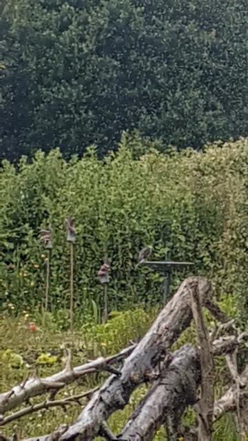 Middle right backg, on edge of a bird watering plate,  sparrowhawk I think.