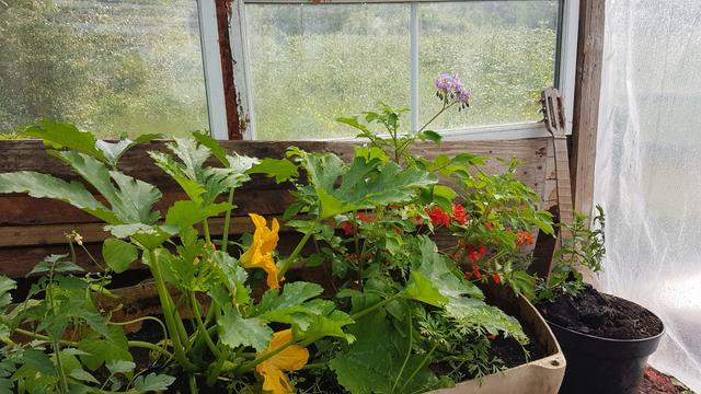 Said planter, spuds on the right,  courgettes on the left , tomatoes and peppers.