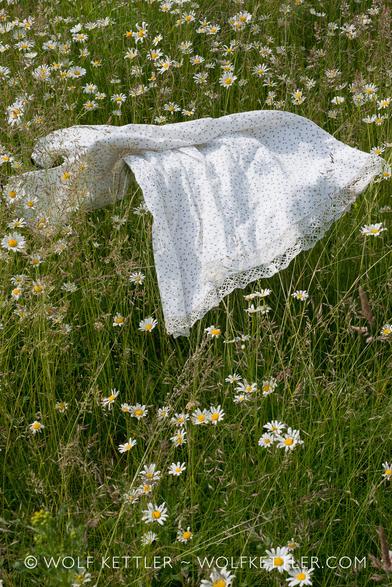 A white dress with a lace border is draped across a “field” of flowering marguerites.