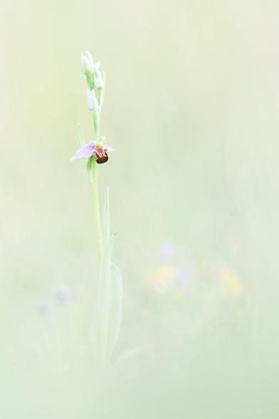 Eine Bienen-Ragwurz in Pastellfarben. Die Pflanze ist komplett freigestellt, nur die erste Blüte ist aufgegangen. Die Umgebung der Pflanze besteht bis auf ein paar gelbe bzw. blaue unscharfe Farbkleckse andere Blüten aus hellem und ungesättigten Grün.