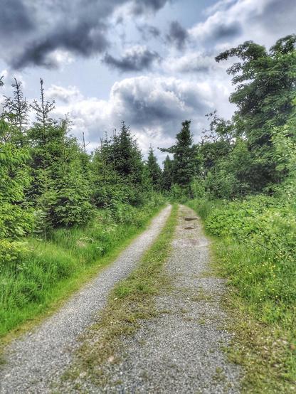 Ein Weg, der durch eine grüne Landschaft führt, umsäumt von Gras, Gebüsch und Bäumen. Das Grün des Vogtlandes