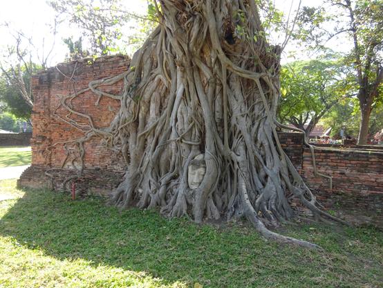 Buddhastatue, deren Kopf von den Wurzeln eines großen Baumes umschlossen ist
