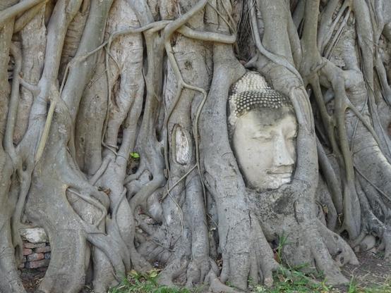 Baumwurzel umschließt einen Buddha-Kopf vor einer alten Backsteinmauer in einem sonnigen Park