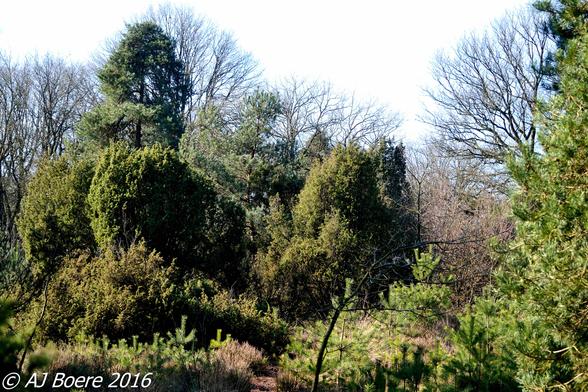 Juniperus communis is highly variable in form, ranging from 10 metres (33 feet)—rarely 16 m (52 ft)—tall to a low, often prostrate spreading shrub in exposed locations. It has needle-like leaves in whorls of three; the leaves are green, with a single white stomatal band on the inner surface. It never attains the scale-like adult foliage of other members of the genus 55  It is dioecious, with male and female cones on separate plants so requiring wind pollination to transfer pollen from male to female cones. Male trees or shrubs naturally live longer than female trees or shrubs; a male tree or shrub can live more than 2000 years

The male cones are yellow, 2–3 millimetres (3⁄32–1⁄8 in) long, and fall soon after shedding their pollen in March–April. The fruit are berry-like cones known as juniper berries. They are initially green, ripening in 18 months to purple-black with a blue waxy coating; they are spherical, 4–12 mm (5⁄32–15⁄32 in) diameter, and usually have three (occasionally six) fleshy fused scales, each scale with a single seed. The seeds are dispersed when birds eat the cones, digesting the fleshy scales and passing the hard, unwinged seeds in their droppings