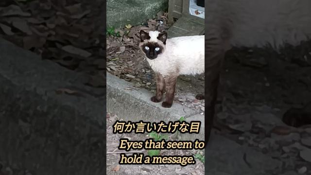 寂しげな瞳のシャム猫｜A Lonely Gaze of a Siamese Cat
