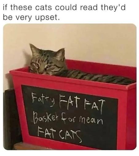 The image displays a tabby cat sitting inside a red rectangular container. The cat appears relaxed but slightly cramped within the small space. The container has a black chalkboard section on the front with handwritten white text. Above the image, there is a humorous caption written in a sans-serif font.

Transcribed Text:

if these cats could read they'd be very upset.

Fatty FAT FAT Basket for mean FAT CATS