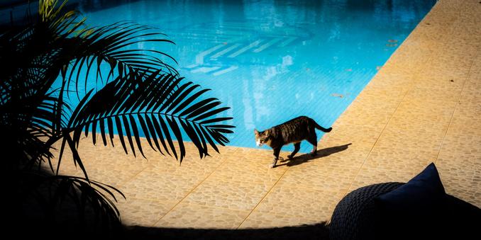 Un chat, une piscine