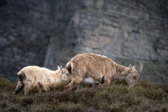 Steinbock Geiss mit Kitz