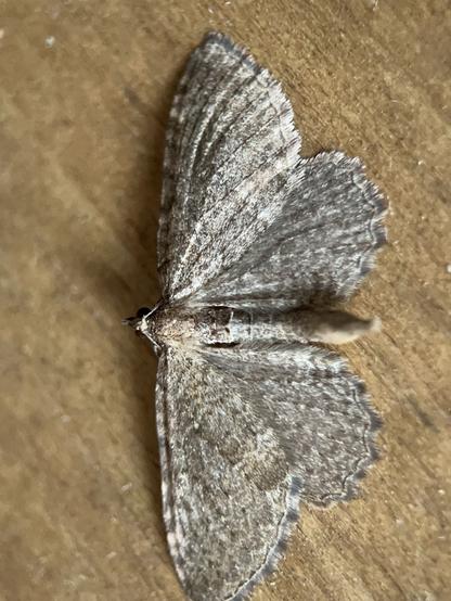 A Brown Scallop moth. It's a murky brown moth spread flat against a wood surface with a faint wavy pattern on the wings and slight scalloped edge to the wing. The tip of the abdomen is fat and club shaped and raised up.