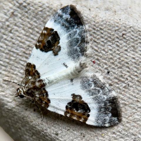 A Blue-bordered Carpet. A triangular moth with its wings flat against a cardboard egg box. It is white with a dark brown patch at the front, another on each wing, and a soft grey border at the rear of the wing that is "blue" like steel not blue like an Italian football jersey.