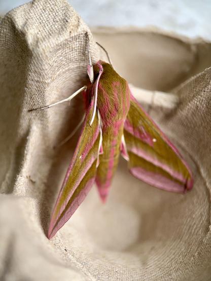 Elephant Hawkmoth. A fuchsia pink and olive green moth shaped like a fighter jet.
