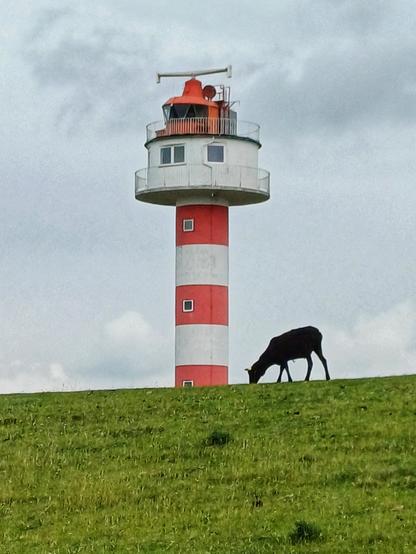 Leuchtturm hinterm Deich an der Elbe mit Schaf auf Deich groß im Vordergrund