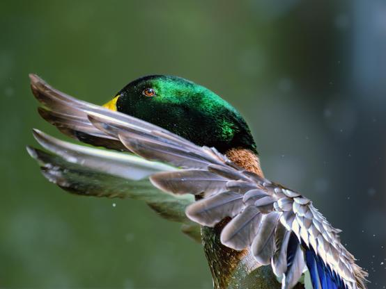𝗣𝗶𝗰𝘁𝘂𝗿𝗲 𝗗𝗲𝘀𝗰𝗿𝗶𝗽𝘁𝗶𝗼𝗻 (𝗘𝗻𝗴): A male wild duck in close-up, flapping its wings. We can't see the water it's swimming in, but we can see the droplets flying off its feathers.

𝗗𝗲𝘀𝗰𝗿𝗶𝗽𝗰𝗶𝗼́𝗻 (𝗘𝘀𝗽): Macho de ánade real en un plano cercano mientras sacude las alas. No vemos el agua en la que nada, pero sí se notan las gotitas que salen despedidas de su plumaje.