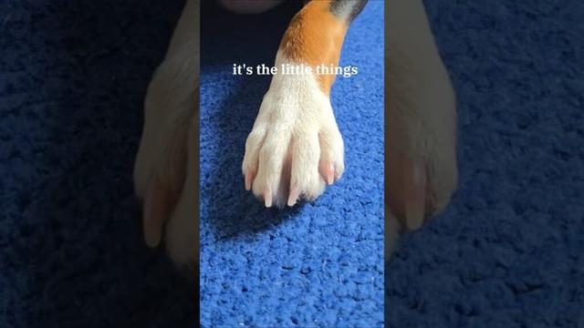 it's the little things #basenji #바센지 #басенджи #バセンジー #강아지 #dog