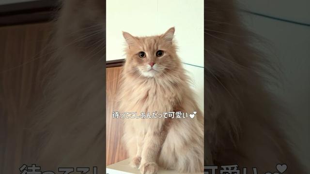 猫の本音💕【サイベリアン・マグロ・こしあん】 #shorts #サイベリアン #猫 #可愛い