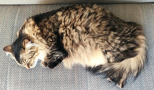 Flufynette fait dodo sur le canapé.