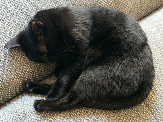 Chazerty fait dodo sur le canapé.