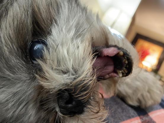 Closeup photo looking down at a small gray dog's face. We see one shiny eye, the black nose, and the mouth that's open playfully. He looks happy