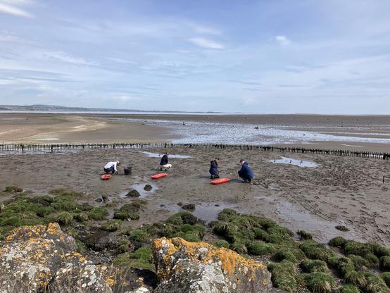 Volunteers restoring saltmarsh. 4 people are planting out prepared plants on a muddy shore. The tide is out and the sun is shining.