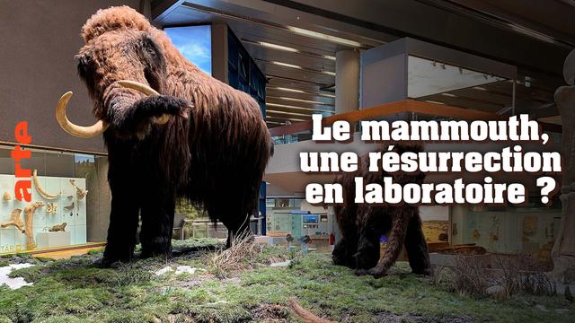 Visuel d'annonce du documentaire "Le mammouth, une résurrection en laboratoire ?"
On voit une photo dans un musée d'une reconstitution de 2 mammouths, un adulte et un petit, qui marchent dans l'herbe. En arrière-plan, on voit aussi diverses vitrines avec des ossements et textes descriptifs. Le tout se situe dans un bâtiment présentant des éléments géométriques angulaires dans son organisation.
"arte" est écrit à la verticale en orange à gauche, et le titre en blanc "Le mammouth, une résurrection en laboratoire?" À droite au centre.