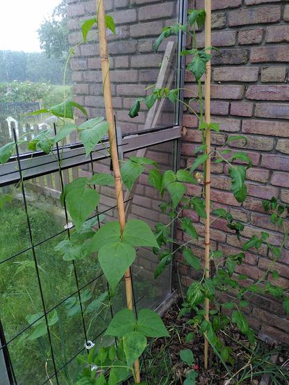 Ein Blick auf einen Teil meines Gewächshauses: Bohnen an Holzstäben in die Höhe und halten dadurch die direkt daneben gepflanzten Tomaten fest. An jeder Blattachsel der Bohnen wachsen drei rundliche, spitz zulaufende, saftig grüne Blätter.
Im Hintergrund sind eine Hauswand aus roten Ziegelsteinen und Rasen zu sehen.