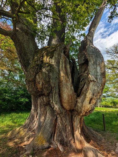 A colossal, ancient oak tree dominates the foreground, its massive, gnarled trunk deeply furrowed and split open in places, revealing hollows and textured inner wood. Moss and lichen cling to its rough bark. Lush green leaves crown the upper branches, visible against a bright, partly cloudy sky. The tree is surrounded by vibrant green grass, with other trees and distant foliage creating a verdant backdrop under the summer sun.