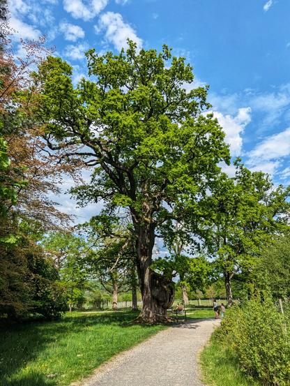 A towering, ancient oak tree with a massive, gnarled trunk and a broad canopy of vibrant green leaves dominates the centre of the image. A gravel path curves around the base of the tree on the right, where two people, one with a dog on a lead, are looking at the tree. The sun shines brightly, casting light on the tree and illuminating the lush green grass and surrounding foliage. In the background, other trees and a bright blue sky with fluffy white clouds are visible.