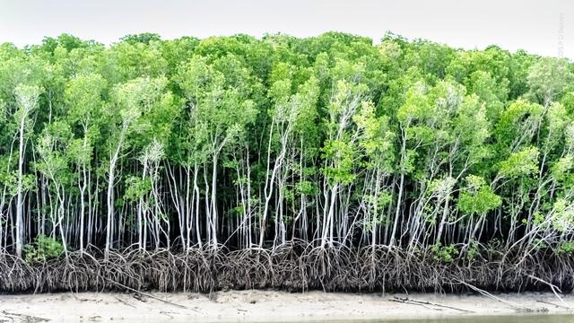 A dense forest of mangroves lines a tidal creek bank. It is low tide, and all of the mangroves root systems are exposed, so they all look as though the shore has been washed away. Somewhat surprisingly, the mangroves are all much the same height, same distance apart, and form a perfectly straight line along the creek bank, looking more like an artistic pattern than real life. The repeated horizontal patterns of roots, then thin, pale white trunks, then bushy foliage create a series of patterns across the image.
