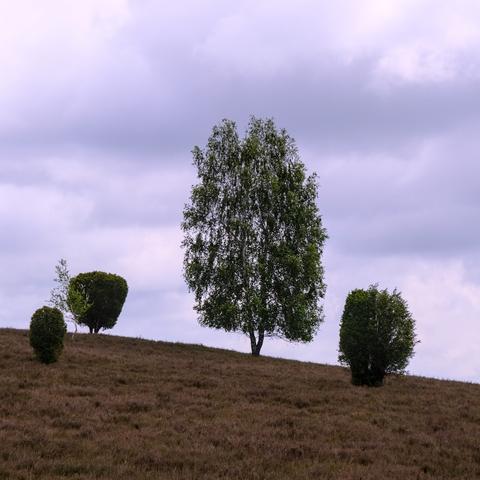 quadratisches Foto von einem Baum mit zwei Stämmen, daneben 3 Büsche, die auf einem mit Heide bewachsenen Hügel wachsen. Hintergrund bewölkter Himmel
