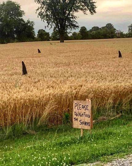Three shark fins made of black material placed in a field of tall golden wheat, with a wooden sign in the foreground reading “PLEASE DO NOT FEED THE SHARKS”; photographed near Dublin, Ontario, as part of an installation by Anne Melady.