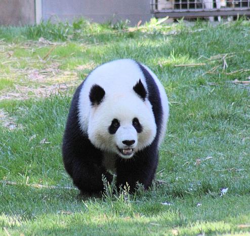 Giant panda Qing Bao is walking through her yard holding. Her cheeks are fluffy and her tongue is out slightly.