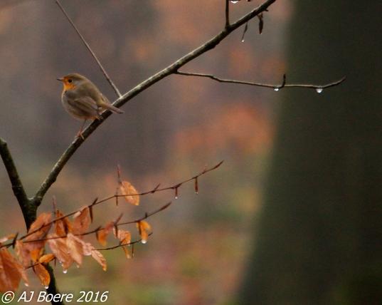 The adult European robin is 12.5–14.0 cm (4.9–5.5 in) long and weighs 16–22 g (0.56–0.78 oz), with a wingspan of 20–22 cm (8–8.5 in). The male and female bear similar plumage: an orange breast and face (more strongly coloured in the otherwise similar British subspecies E. r. melophilus), lined by a bluish grey on the sides of the neck and chest. The upperparts are brownish, or olive-tinged in British birds, and the belly whitish, while the legs and feet are brown. The bill and eyes are black. Juveniles are a spotted brown and white in colouration, with patches of orange gradually appearing