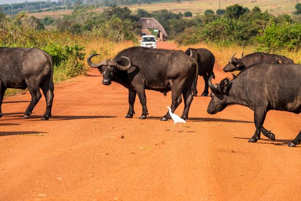 A herd of buffalo is crossing a dirt road, with one white egret walking among them. In the background, there are trees and a distant vehicle.