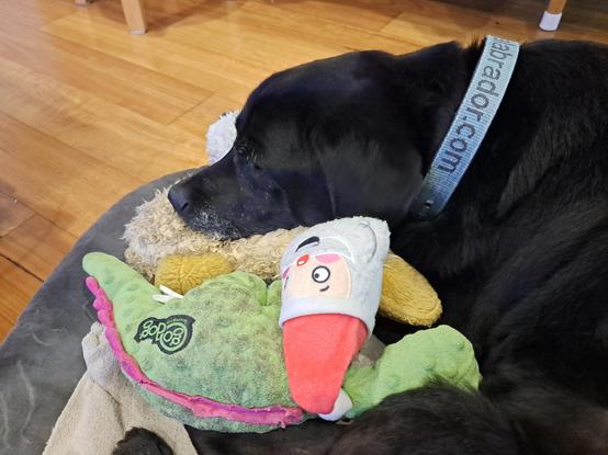 My black lab Jet with his head resting on his squeaky toys.