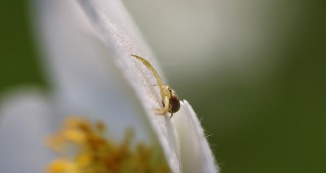 Macro photograph of a light brown and yellow crabspider taking from above in a plunging view, holding on to the back of the petal of a white flower with yellow centre, in the sun and looking at the photographer with its numerous eyes on top of its head.