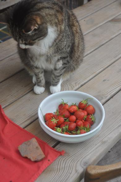 Erdbeeren in einer weißen Steingutschale stehen auf einem Tisch aus Holzlatten.
Neben der Schale sitzt ein getigerter Kater mit weißen Pfoten und einer weißen Schnauze. Er schaut an den Erdbeeren vorbei an eine andere Stelle auf dem Tisch, wo vielleicht sein leergefressenes Abendbrotschälchen steht. Auf dem Tisch, damit die Schnecken nicht dabei gehen.