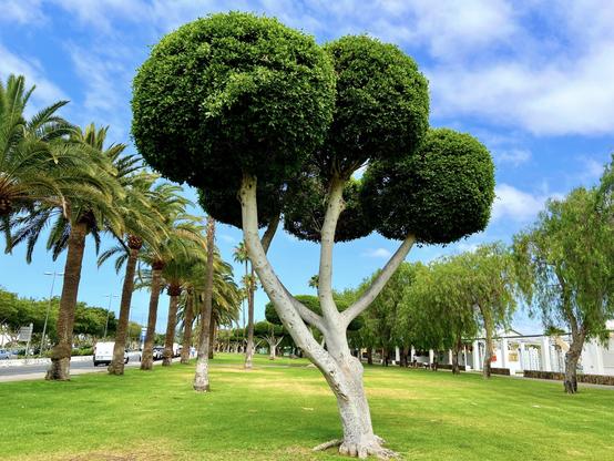 Last Sunday I had the chance of visiting the Peace Park (Parque de la Paz) in the south of the island and was warmly greeted by this gentle mini-giant, an Indian Laurel (Chinese Banyan)?, that has been trimmed just recently, apparently. First thing I thought ... "Damn! I just missed Edward Scissorhands in town! 😳" 

I had a blast walking through the park, alone by myself, admiring tons of different trees and plants with plenty of blooming going on at the moment, so may share the odd snap shot here and there as well. 

I found this Indian Laurel particularly soothing to look at 😍👍🏻