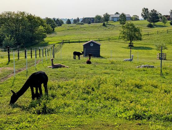 Alpacas grazing and/or relaxing in a pasture.