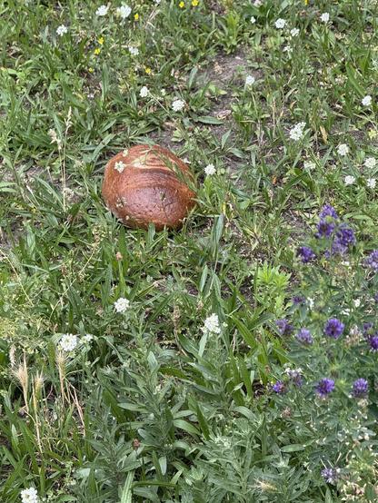 Ein wildes Weizenbrot auf einer Wildblumenwiese