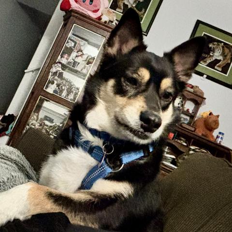 A black, tan, and white dog sitting with her paw on my leg looking confused as to why I'm laying down again.